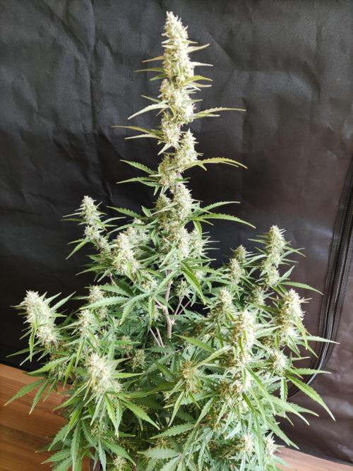 Auto Do Si Dos. Week 8
