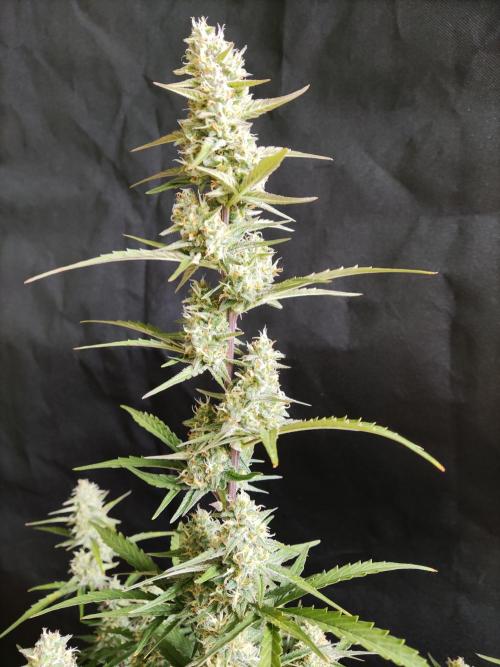 Auto Do Si Dos. Week 8