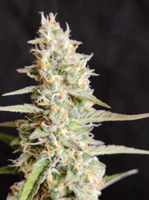 Auto Do Si Dos. Week 8