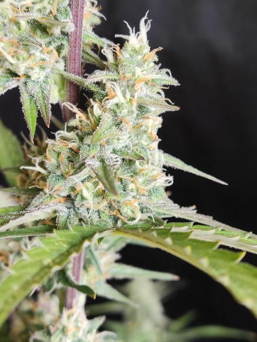 Auto Do Si Dos. Week 8