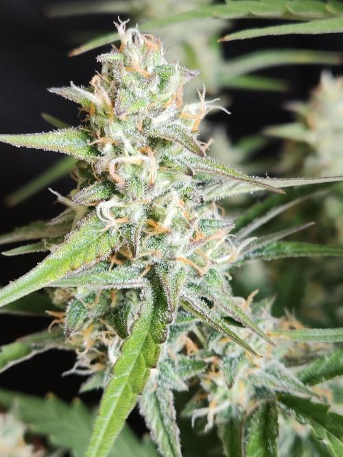 Auto Do Si Dos. Week 8