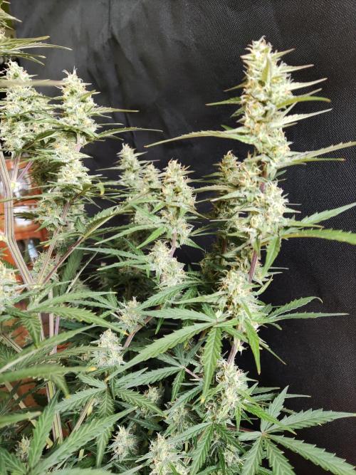 Auto Do Si Dos. Week 8