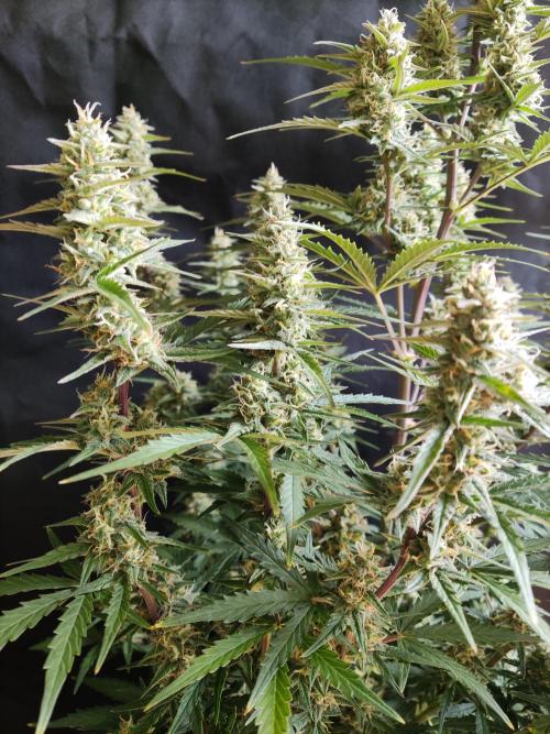 Auto Do-Si-Dos. Week 8