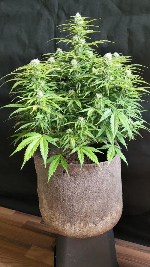 Auto Cinderella Jack
