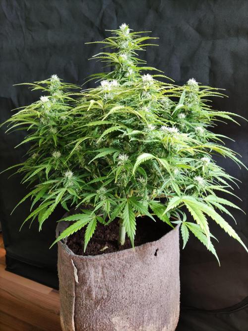 Auto Cinderella Jack. Week 8