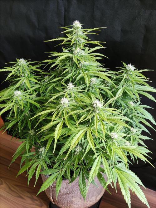 Auto Cinderella Jack. Week 8
