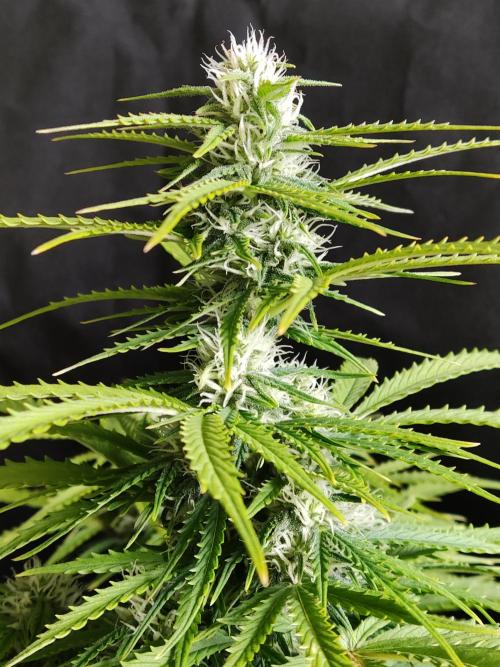Auto Cinderella Jack. Week 8