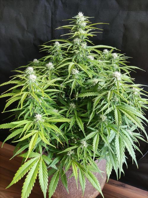 Auto Cinderella Jack. Week 8