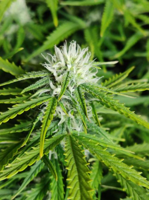 Auto Cinderella Jack. Week 8