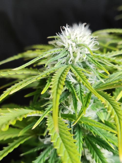 Auto Cinderella Jack. Week 8
