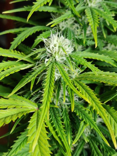 Auto Cinderella Jack. Week 8