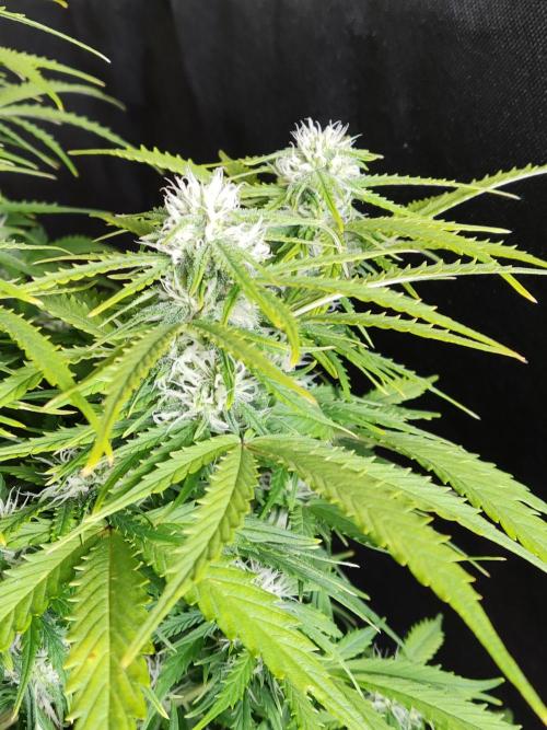 Auto Cinderella Jack. Week 8