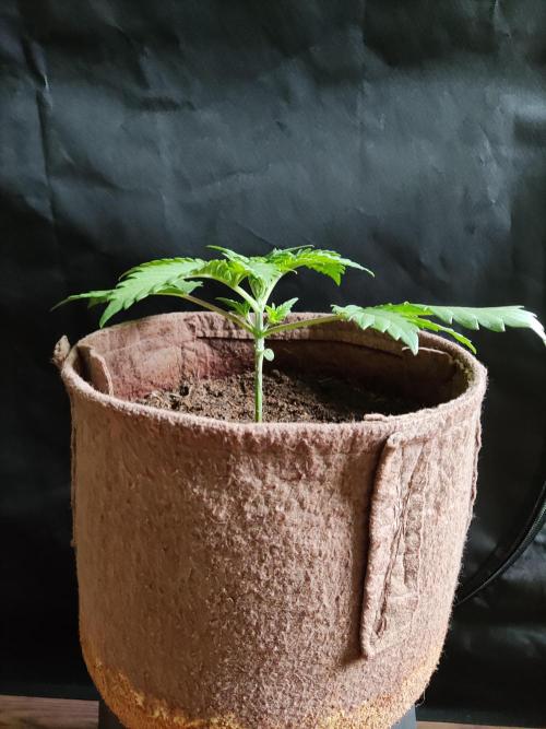 Unicorn Wagyu. Week 3