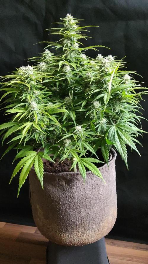 Auto Cinderella Jack