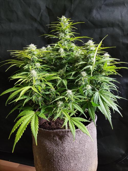 Auto Cinderella Jack. Week 9 - Tag 63