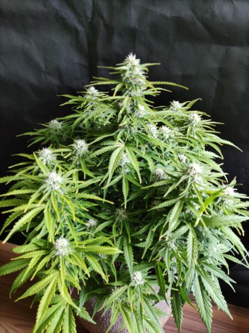 Auto Cinderella Jack. Week 9