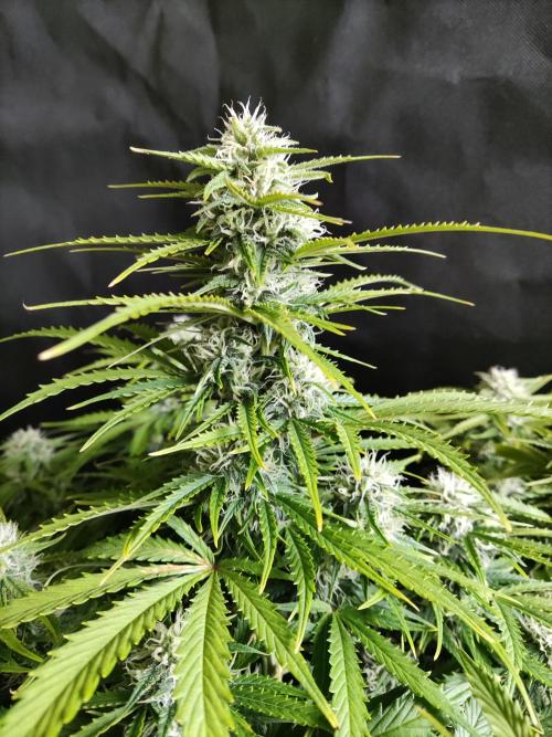 Auto Cinderella Jack. Week 9