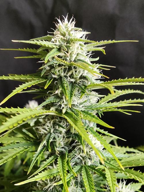 Auto Cinderella Jack. Week 9