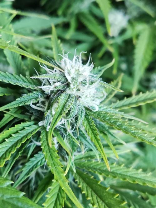 Auto Cinderella Jack. Week 9