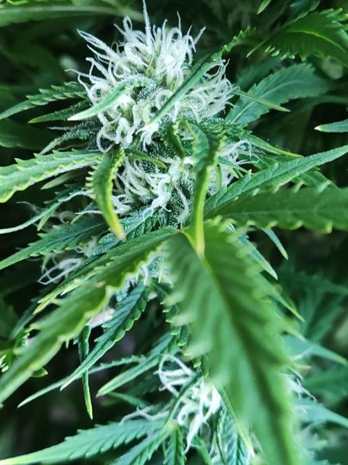 Auto Cinderella Jack. Week 9