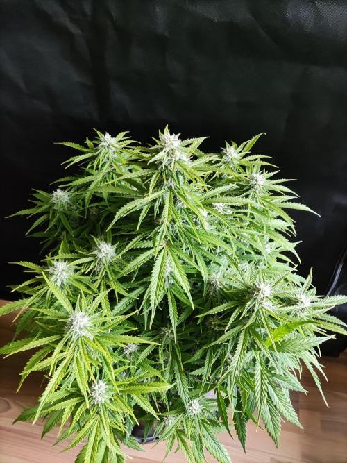 Auto Cinderella Jack. Week 9