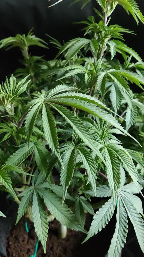 Big Bud