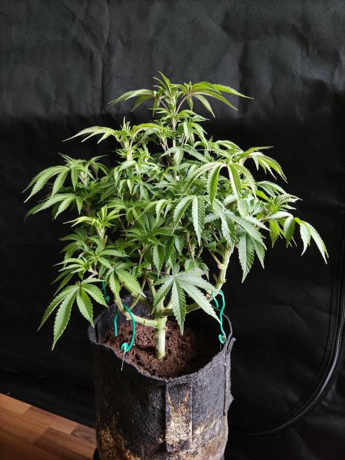 Big Bud. Week 8 - Tag 56