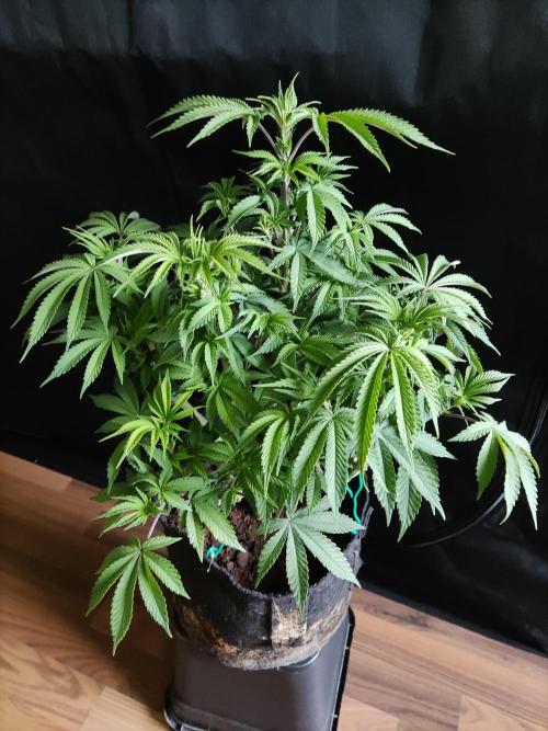 Big Bud. Week 8