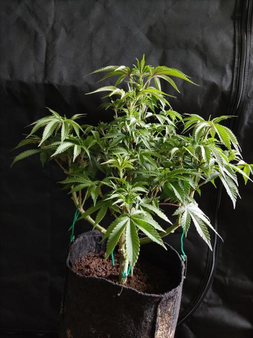 Big Bud. Week 8