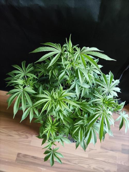 Big Bud. Week 8