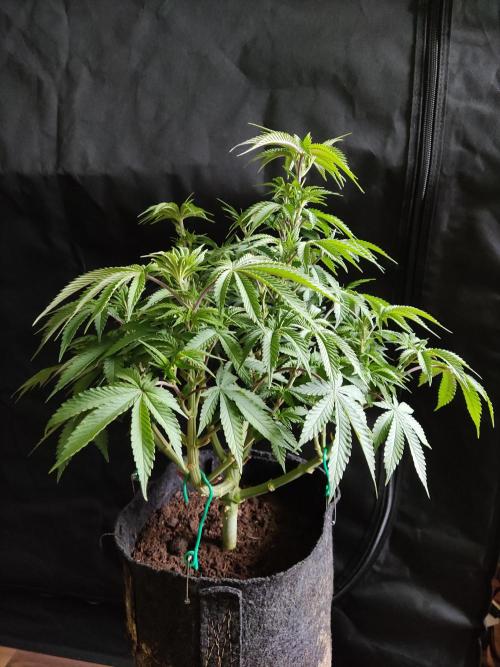 Big Bud. Week 8