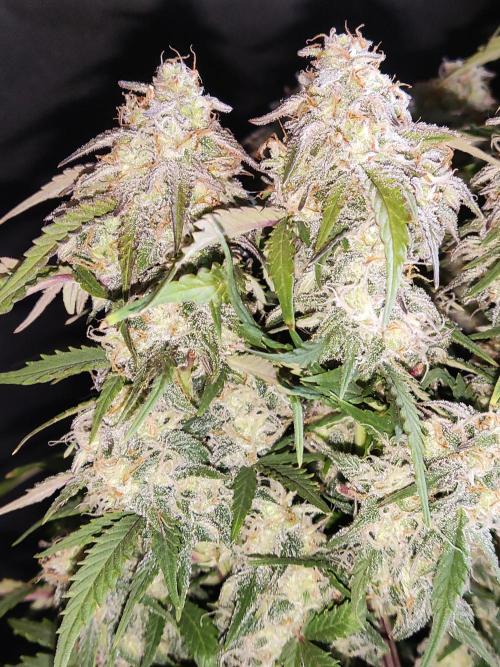 Top 44 Auto. Week 9
