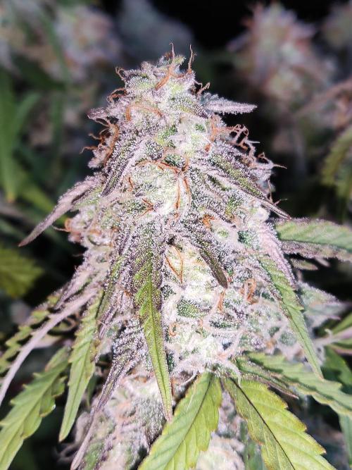 Top 44 Auto. Week 9
