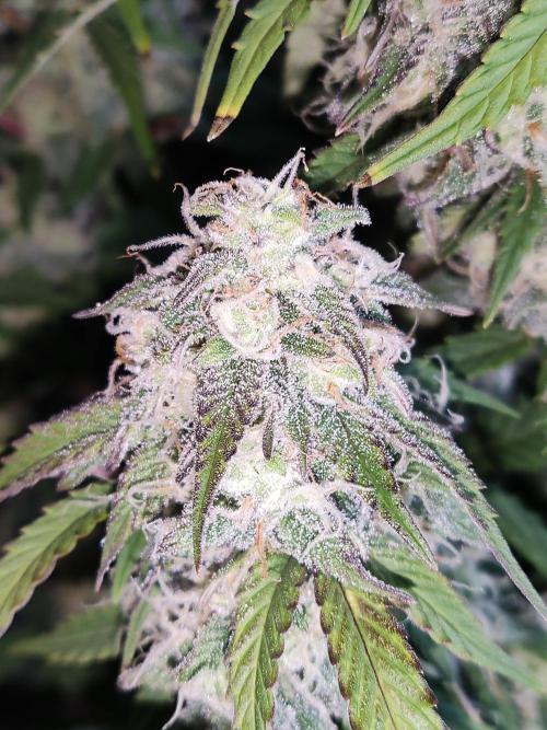 Top 44 Auto. Week 9