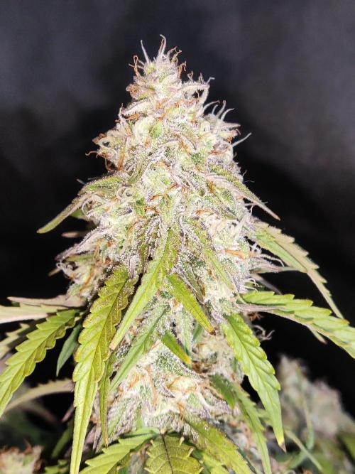 Top 44 Auto. Week 9