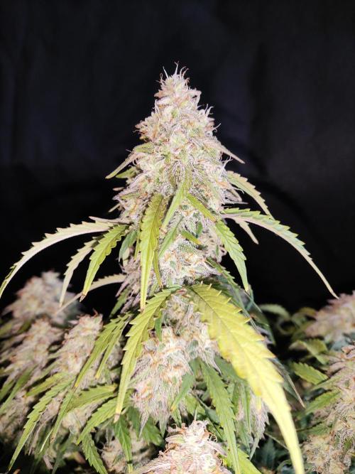 Top 44 Auto. Week 9