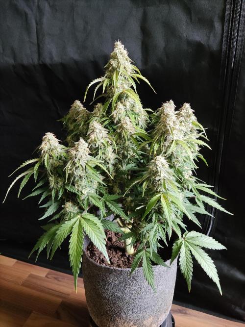 Top 44 Autoflowering. Week 9