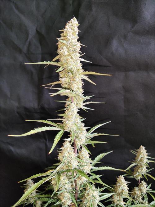 Auto Do Si Dos. Week 9