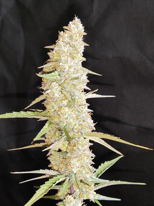 Auto Do Si Dos. Week 9