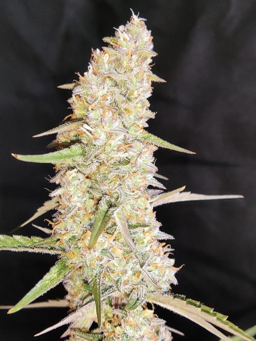 Auto Do Si Dos. Week 9