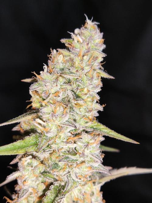 Auto Do Si Dos. Week 9