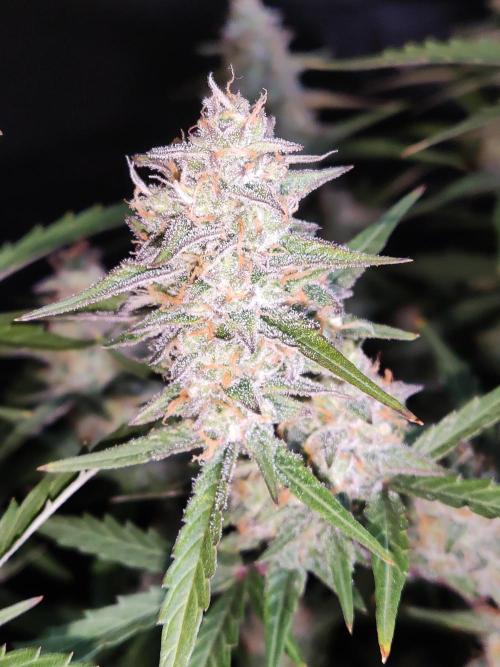 Auto Do Si Dos. Week 9