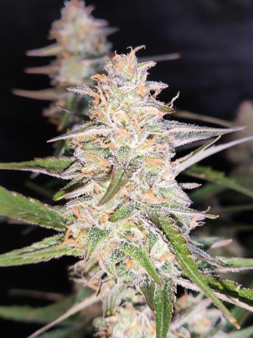 Auto Do Si Dos. Week 9