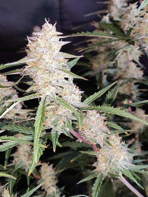 Auto Do Si Dos. Week 9