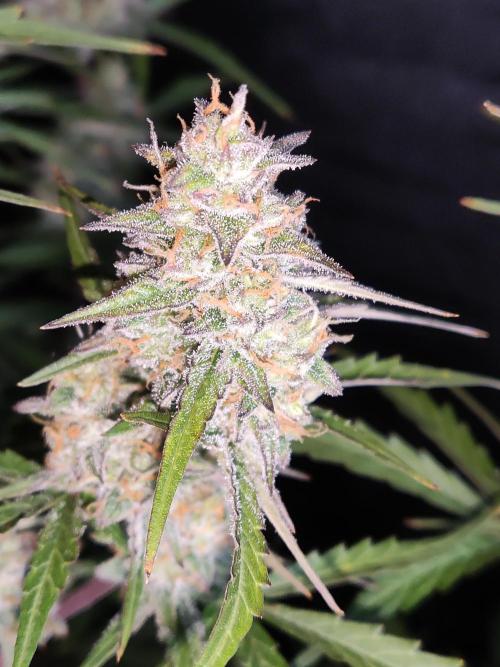 Auto Do Si Dos. Week 9