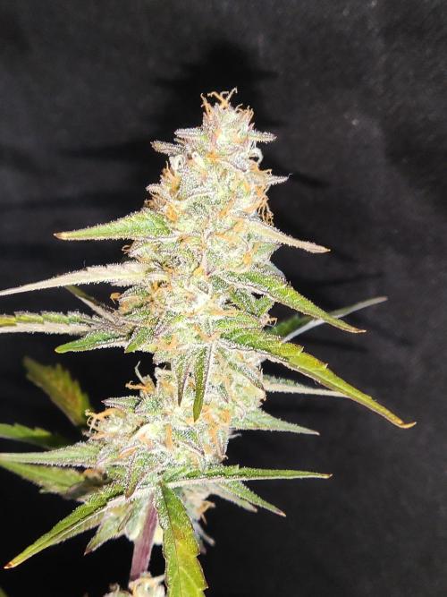 Auto Do Si Dos. Week 9