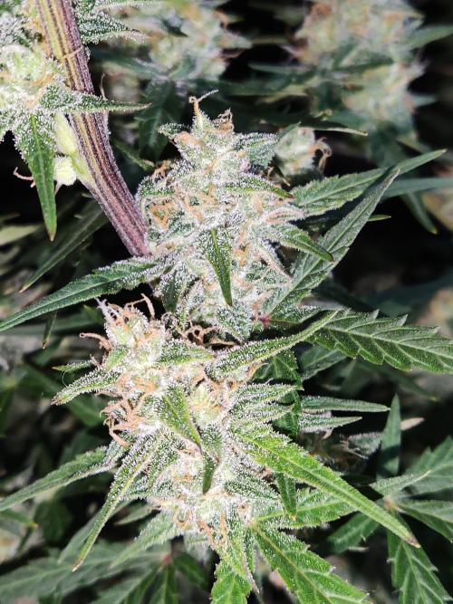 Auto Do Si Dos. Week 9