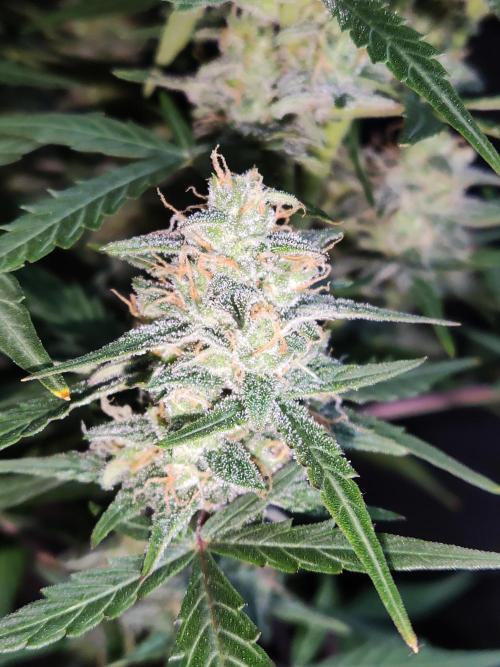 Auto Do Si Dos. Week 9