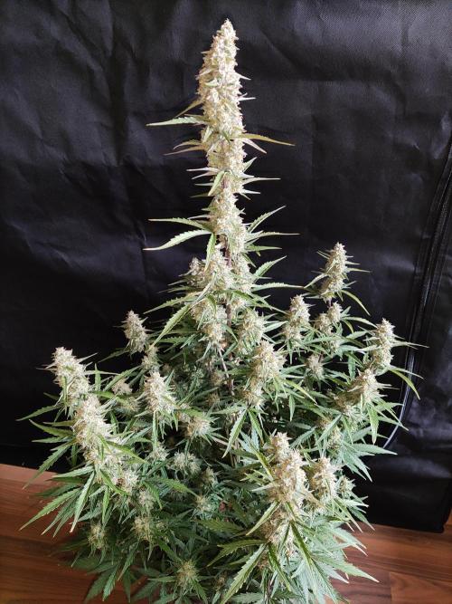 Auto Do-Si-Dos. Week 9