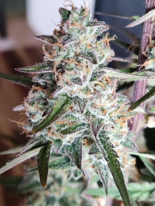 Auto Do Si Dos. Week 10